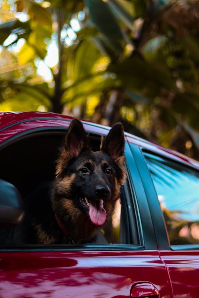 A German Shepherd dog with a joyful expression looking out of a car window amidst green foliage.