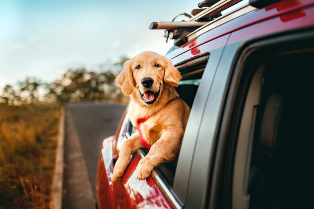 Happy golden retriever enjoying a scenic car ride in the countryside.