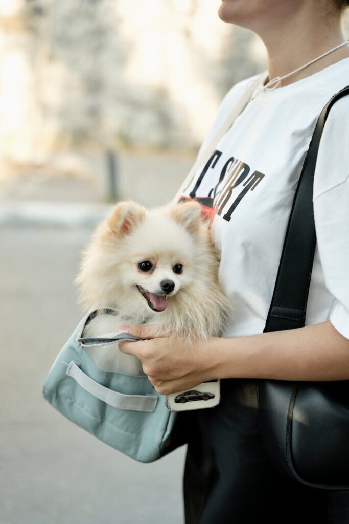 A cheerful Pomeranian dog nestled in a bag carried by a woman outdoors.