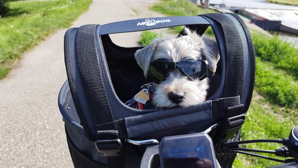 Adorable dog wearing sunglasses sits in a bicycle basket, enjoying a sunny outdoor ride.