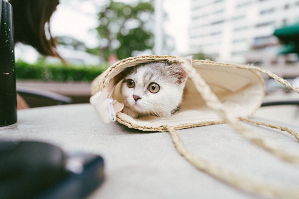 Adorable kitten peeking from a woven bag on a table outdoors, capturing a moment of curiosity.