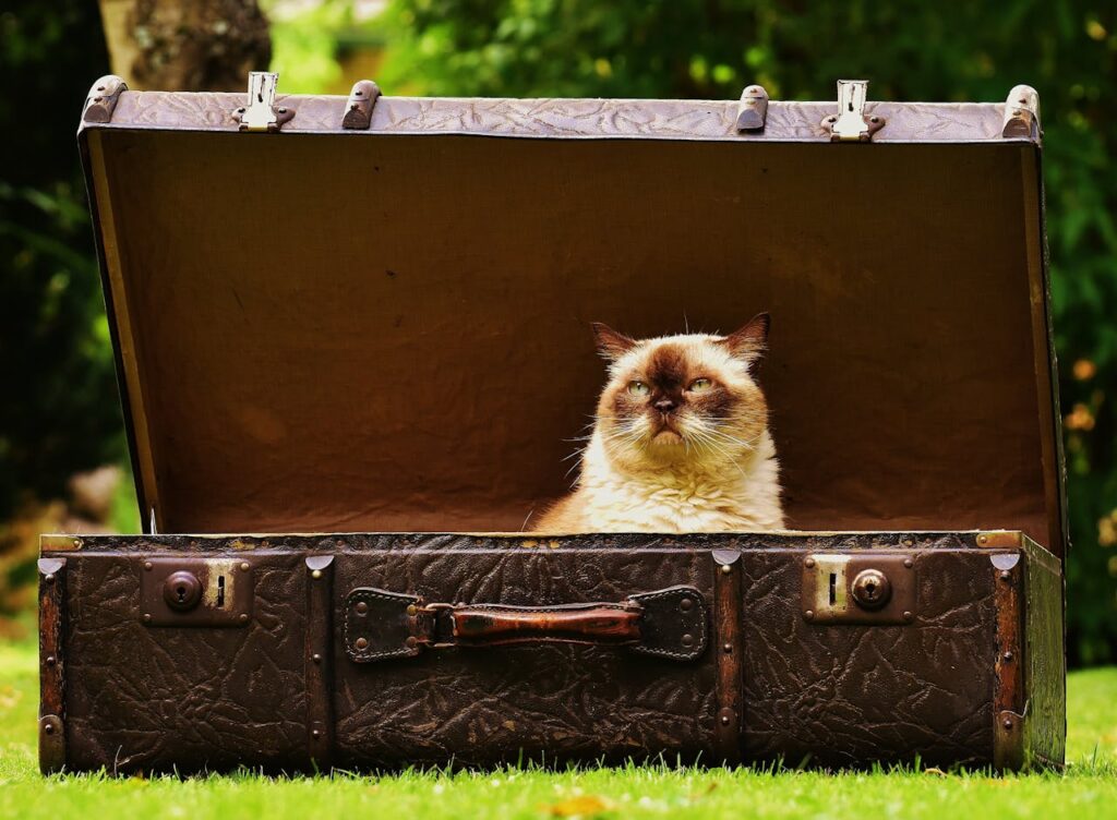 A serene cat sits in a vintage suitcase, creating a charming outdoor scene.